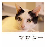 マロニー